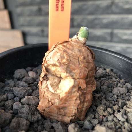 talinum caffrum《M size 》※現地球株発根済※希少‼︎エグれ傷跡も持つ味深き一株‼︎※mad black pot植え