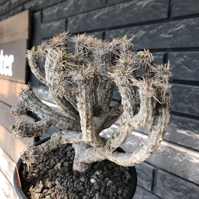 49【現地球・発根済】特大美型ユーフォルビア・ギラウミニアナ