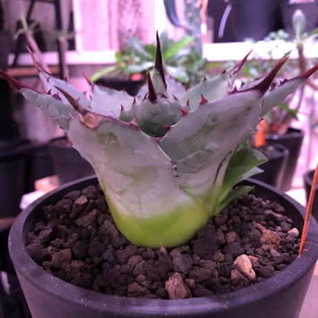 agave  parryi  var,huachucensis（M size）※女性にも人気agave‼︎※mad black pot植え