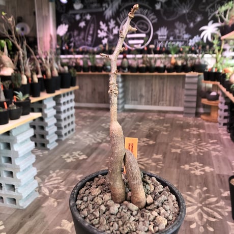 opercullicarya   decaryi  littmon  seed🌱  《5年半株》※大変成長は早く、幹幅も太く育ってくれた選抜株‼︎※mad  black  pot植え