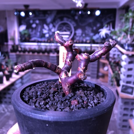 pelargonium  mirabile《M size》※限定1株‼︎　枝振り&balance良きbest size‼︎ ※mad black pot植え‼︎　芽吹き済み