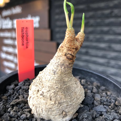 euphorbia fishbone《M size》※現地球株発根済※希少‼︎現地球株は極めて流通少なく愛くるしさと味深き白花も醍醐味※black pot植え