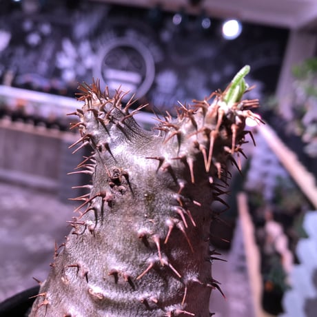 packypodium  gracilius 《M size》  現地球  発根済み株   mad black bowl pot植え（限定①株）