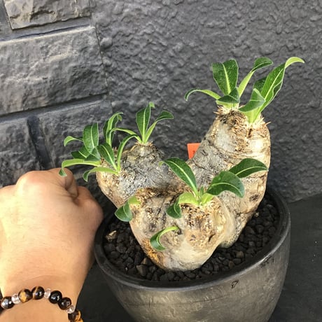 packypodium  eburneum《L size》※現地球発根済株※荒く立体的な肌質にエブレらしからぬsilver色の二面性感じるwild美肌株※mad black bowl pot植え