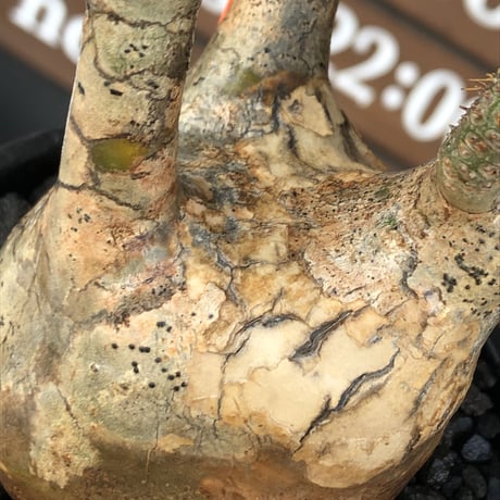 packypodium  gracilius《M size》※現地球発根済株※店主国内管理3年株※頭頂部全体が現地焼けの上、丁度良きサイズ感＆balance良樹形※mad black pot植え
