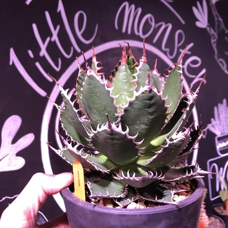 agave    horrida