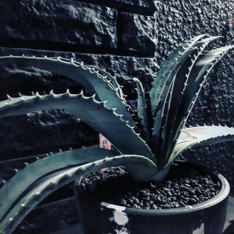 aloe   argyrostachys《L size》現地球発根済み‼︎ マダガスカルの希少種‼︎　※mad black  marble bowl pot植え