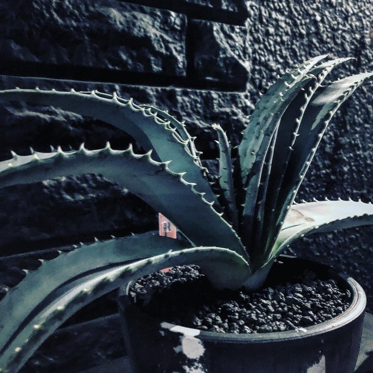 aloe argyrostachys《L size》現地球発根済み‼︎ マダガスカルの希少