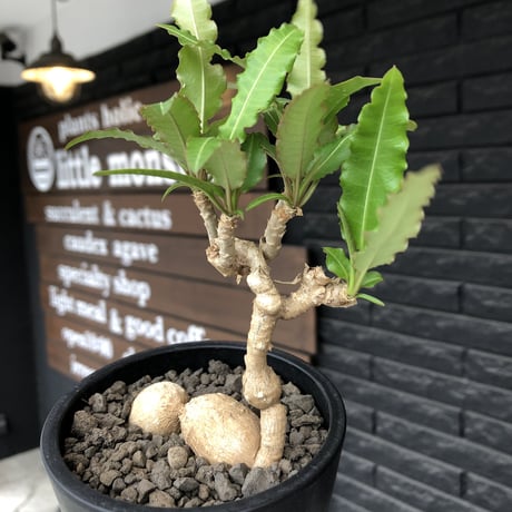 euphorbia cremersii《 L size》※現地球発根後店主国内管理2年株※美しいギザギザ葉に綺麗な塊根とのcontrastが堪らない一株※mad black pot植え