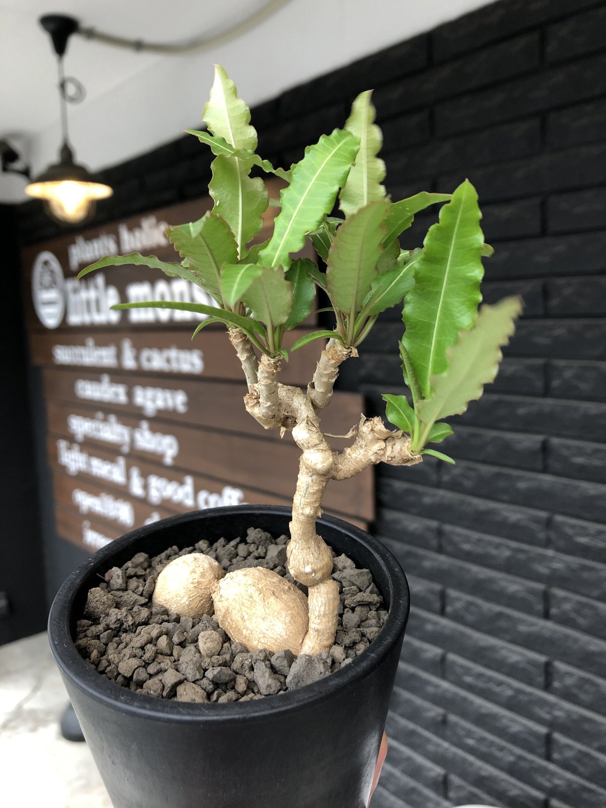 euphorbia cremersii《 L size》※現地球発根後店主国内管理2年株
