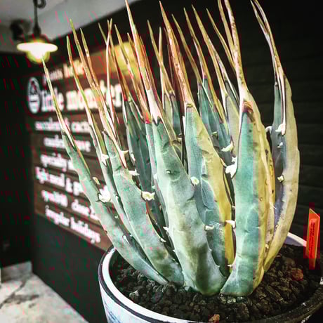 アガベ エボリスピナ特大サイズ ボール型 ロングスピン　スペシャル 2025年最新】Yahoo!オークション -アガベ エボリスピナ(花、園芸