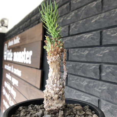 euphorbia ramiglans《 M size》※現地球発根済株※店主国内管理発根後2年株※ゴツゴツ感と白く美しく朽ちくした肌が堪らなく味深い一株‼︎※mad black pot植え