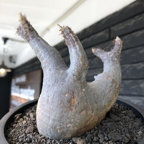 pachypodium gracilius《大きめM size》※現地球発根後店主国内管理4年株※絶妙な捻くれbalance&大きなポケットを持つトトロ樹形※mad black bowl pot植え