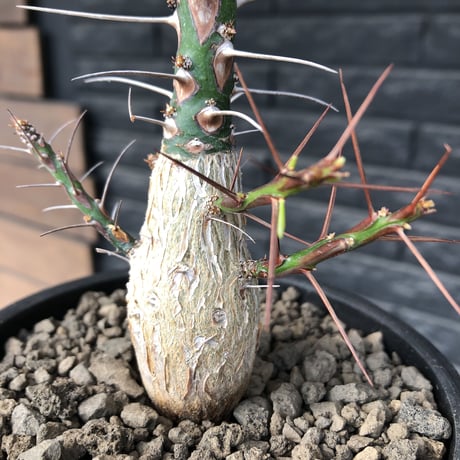 fouquieria  purpusii《L size》激希少大株‼︎※現地球発根済株※店主国内管理7年株※ビッグな壺型の最高品質‼︎昨今流通極少な渾身の一株‼︎※mad black pot植え