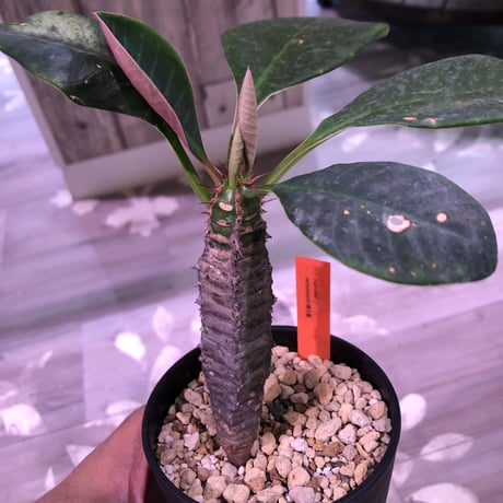 euphorbia    neohumbertii《噴炎竜》