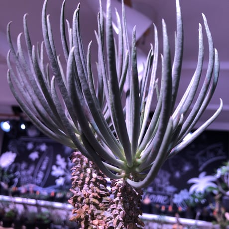 tylecodon  wallichii  和名＝奇峰錦《大きめM size》※大変綺麗且つwildなワリチー※店主管理4年株※ mad black pot植え