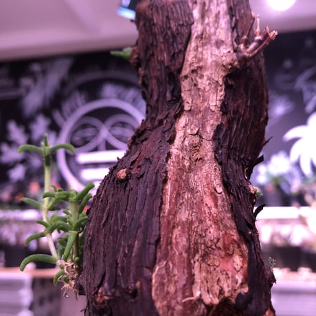 mestoklema   tuberosum《L size》サイドにあるド派手な縦ラインの傷に生命力を感じる希少な1株‼︎   ※mad  black  pot植え
