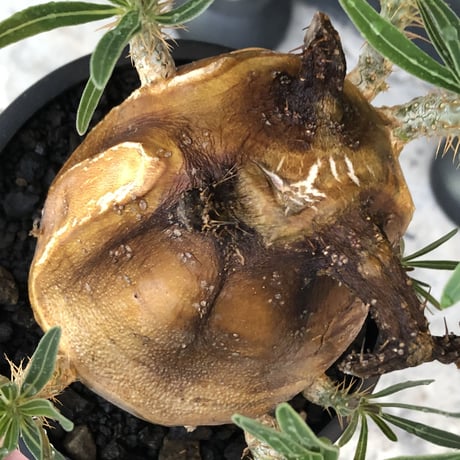 pachypodium gracilius《L size》※現地球株発根済（店主所有株）※360度現地焼け表皮&360度胴吹き枝を持つ唯一無二過ぎる渾身の一株※mad black bowl pot植え