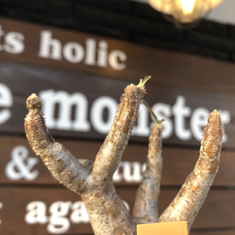 pachypodium gracilius《大きめS size》現地焼け肌※現地球発根済株※店主国内管理2年株※荒肌質＆身体に見合わない太枝が強靭さ威勢良さ感じる一株※mad black pot植え