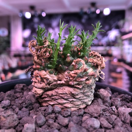 euphorbia gorgonis《M size》※人気🐙タコものユーフォルビア‼︎綺麗な多肉質の葉と塊根部分の木質化が魅力‼︎※mad  black bowl pot植え　※限定2株