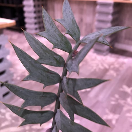 encephalartos   horridus《L size》希少※国内管理2年株‼︎超球体美株‼︎※mad black bowl pot植え