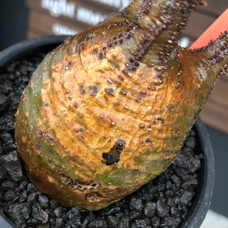 pachypodium gracilius《 M size》希少green & 激しい現地焼け※現地球発根後店主国内管理1年株※2色混在特化した装いが堪らない※mad black bowl pot植え