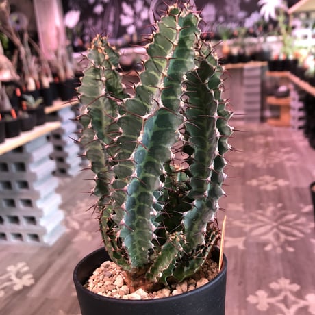 euphorbia    tortirama《L size》※太い多肉質の葉を捻りながら延ばすwildなトルチラマ‼︎花付きも良き一株‼︎※限定2株