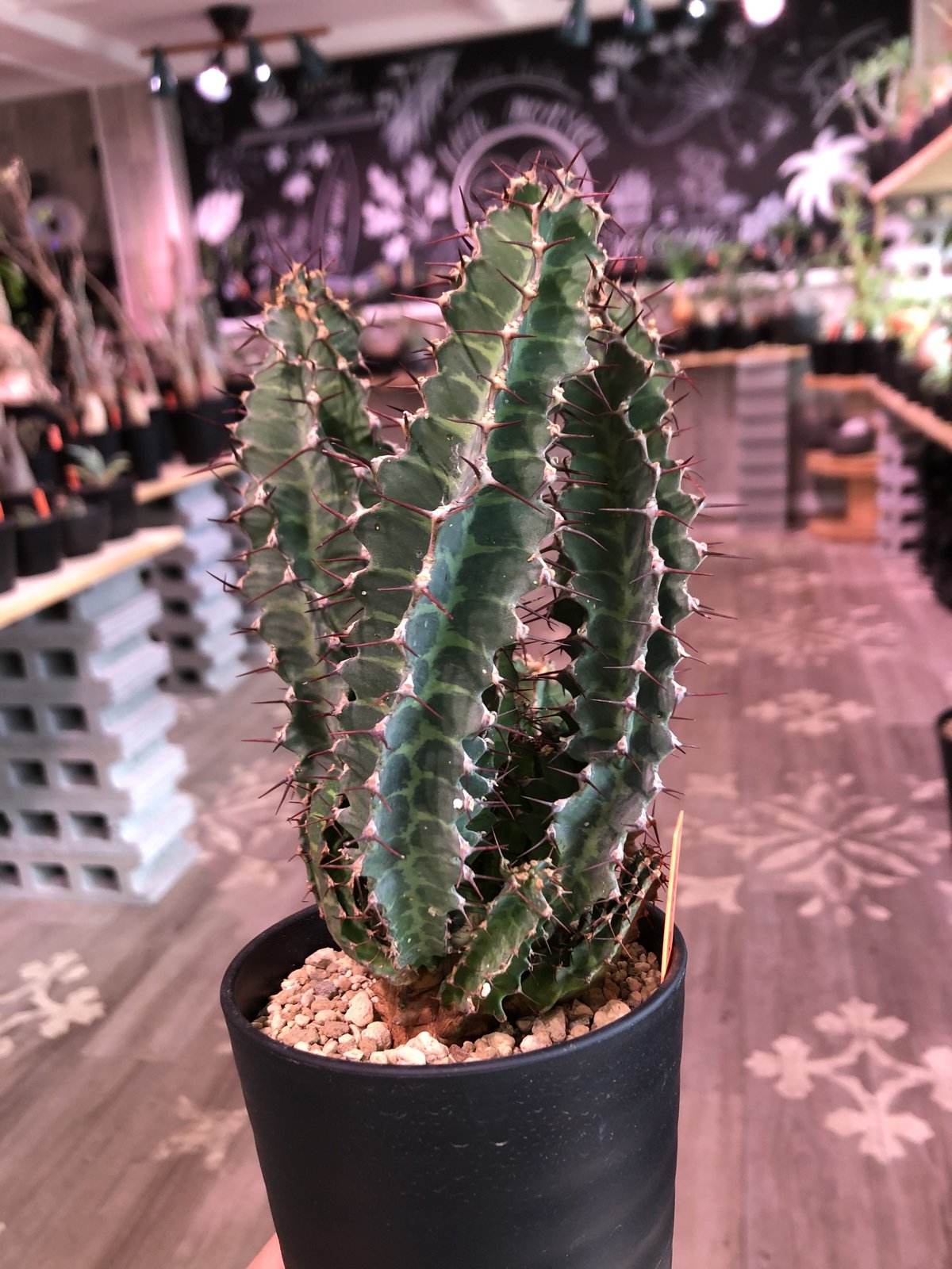 euphorbia tortirama《L size》※太い多肉質の葉を捻りながら euphorbia tortirama《L size》※太い多肉質の葉を捻りながら