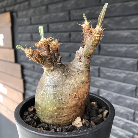 pachypodium  gracilius《小さめM size》希少二頭枝株※現地球発根後店主国内管理2年株※ツル肌ぼってり樹形のかわいい一株※mad black pot植え