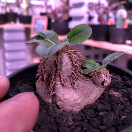 packypodium    roslatum var. eburneum（S size）現地球   発根済み株　※mad black bowl pot植え