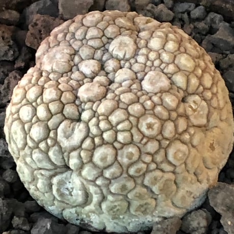 pseudolithos migiurtinus《大きめM size》驚愕‼︎激希少種※現地球発根後店主国内管理8年株※爬虫類や恐竜見たくwildな肌が堪らない‼︎※陶器浅鉢植え