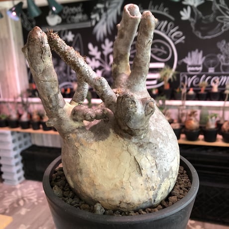 packypodium  gracilius《大きめL  size》※現地球発根済株※bigな球体樹形‼︎特化した枝振りが大変wildなぼってりグラキ‼︎選抜株※mad black pot植え
