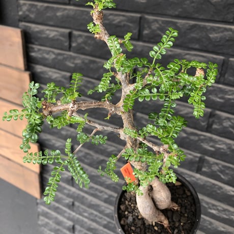 operculicarya decaryi  littmon seed🌱 《5年株》※極太幹にボコボコ感強く選抜株‼︎枝もパワータンクも太く良株※mad  black  pot植え