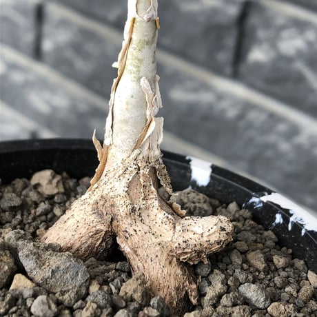 pachycormus discolor 象の木※極めて白く‼︎美しい大切に長期管理した渾身の一株‼︎※mad black marble pot植え
