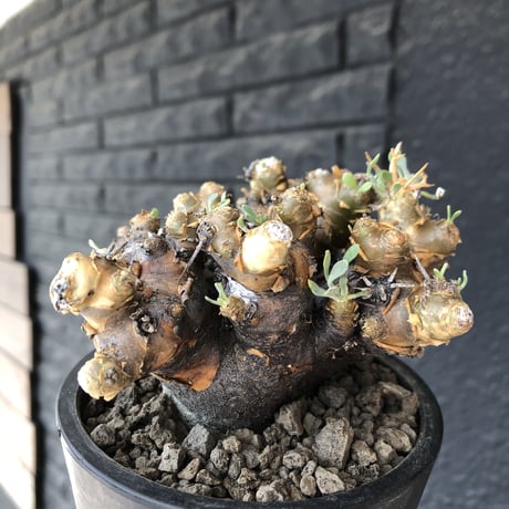 othonna  euphorbioides《L size》black肌※現地球発根後店主国内管理5年株※極太低重心&ボコボコ半端なき枝振りが堪らない良樹形※mad black pot植え