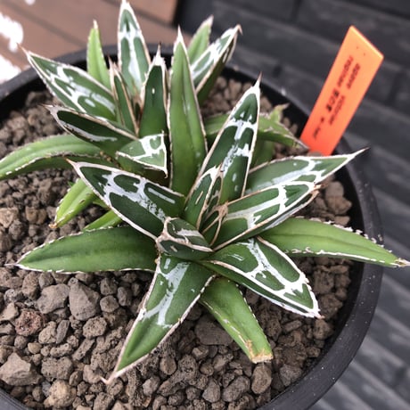 agave  笹の雪《小さめM size》W-he'd株※現地球発根後店主国内管理1年株※双子で美しいbalance良き一株※mad black bowl pot植え