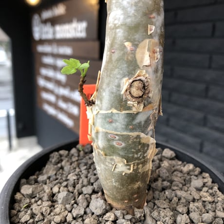 bursera  fagaroides《L  size》※現地球発根済※店主管理4年株※成熟しメクれ上がった表皮＆ぼってり株元でウェイト低い最高balance株※mad black pot植え