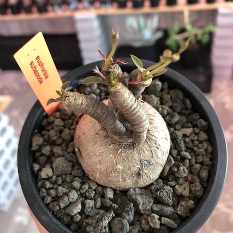 euphorbia subapoda《M size》※大変人気なユーフォルビア‼︎ススをまとった様なmad感な肌質と拘りの樹形&枝数4本と多き良株※mad  black pot植え