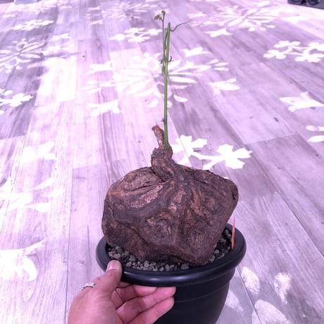 cyphostemma     pachypus《L L size》激希少size‼︎ ※歴史と生き様を実感できる大株‼︎ ✨驚愕‼︎1周年感謝株No.⑤