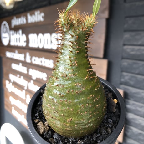 packypodium  gracilius《小さめM size》希少極green肌※現地球発根済株※店主国内管理3年株※怖い程極green肌＆腹面現地焼けのエグい一株※mad black pot植え