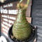 packypodium  gracilius《小さめM size》希少極green肌※現地球発根済株※店主国内管理3年株※怖い程極green肌＆腹面現地焼けのエグい一株※mad black pot植え