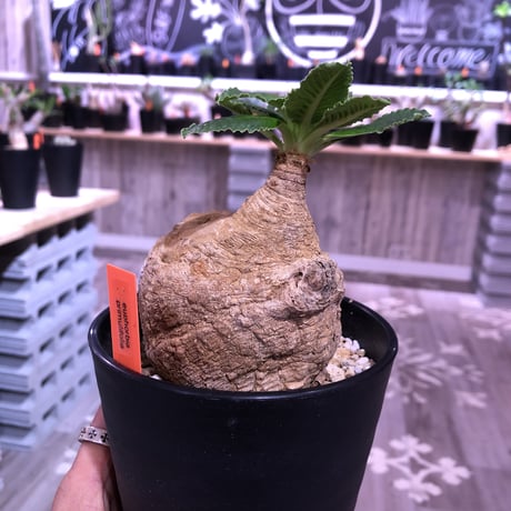 euphorbia    primulifolia  レア極球体or稀ビッグプリムリ《L size》