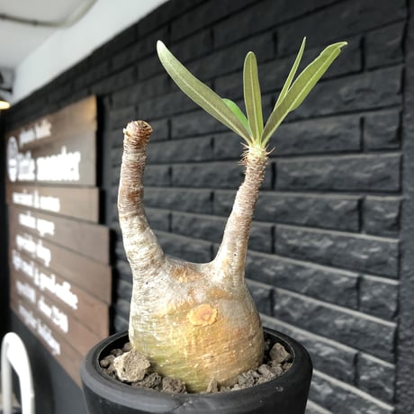 pachypodium gracilius《大きめS size》希少yellow肌※現地球発根後店主国内管理3年株※ぼってり樹形に特化したカラーが可愛い装い※mad black pot植え