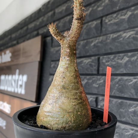 pachypodium gracilius《大きめS size》僅かにgreen肌&球体樹形※現地球発根後店主国内管理2年株※1頭枝のため少し縦に長めながら球体良樹形※mad black pot植え