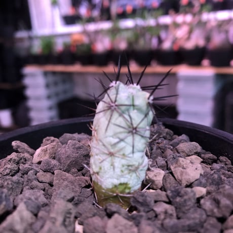 ortegocactus   macdougallii《S size》希少※現地球カキ仔自根株※薄水色肌極美株‼︎※mad black pot植え