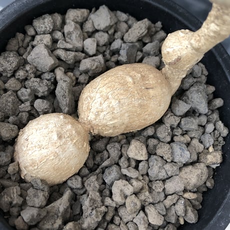 euphorbia cremersii《 L size》※現地球発根後店主国内管理2年株※美しいギザギザ葉に綺麗な塊根とのcontrastが堪らない一株※mad black pot植え