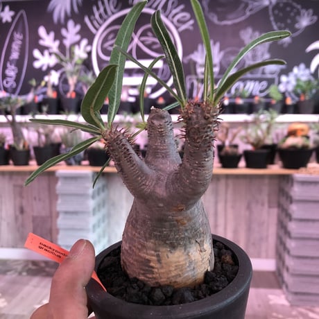 packypodium  gracilius《S size》※現地球発根済み株‼︎  （限定1株）※丸くツルツル肌にギャップのある株元の焼けが堪らないチビキリス※mad black pot植え