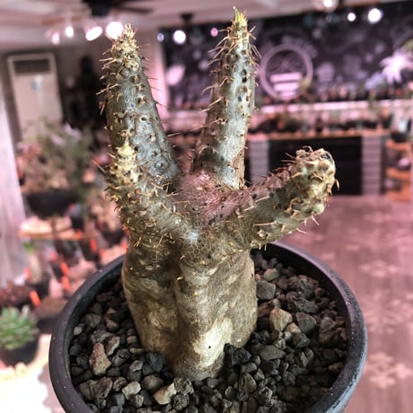 packypodium  gracilius《小さめM  size》※現地球発根済株※大変balance良き、compactな手乗りサイズグラキ‼︎選抜株※mad black bowl pot植え