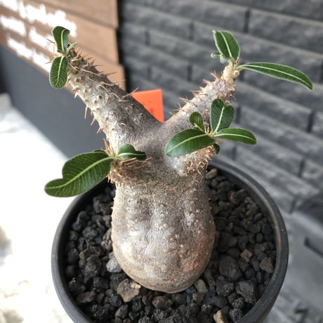 pachypodium  cactipes《 大きめS  size》※現地球発根済株※店主国内管理2年株※大変バランス良き可愛い選抜株‼︎※mad black bowl pot植え