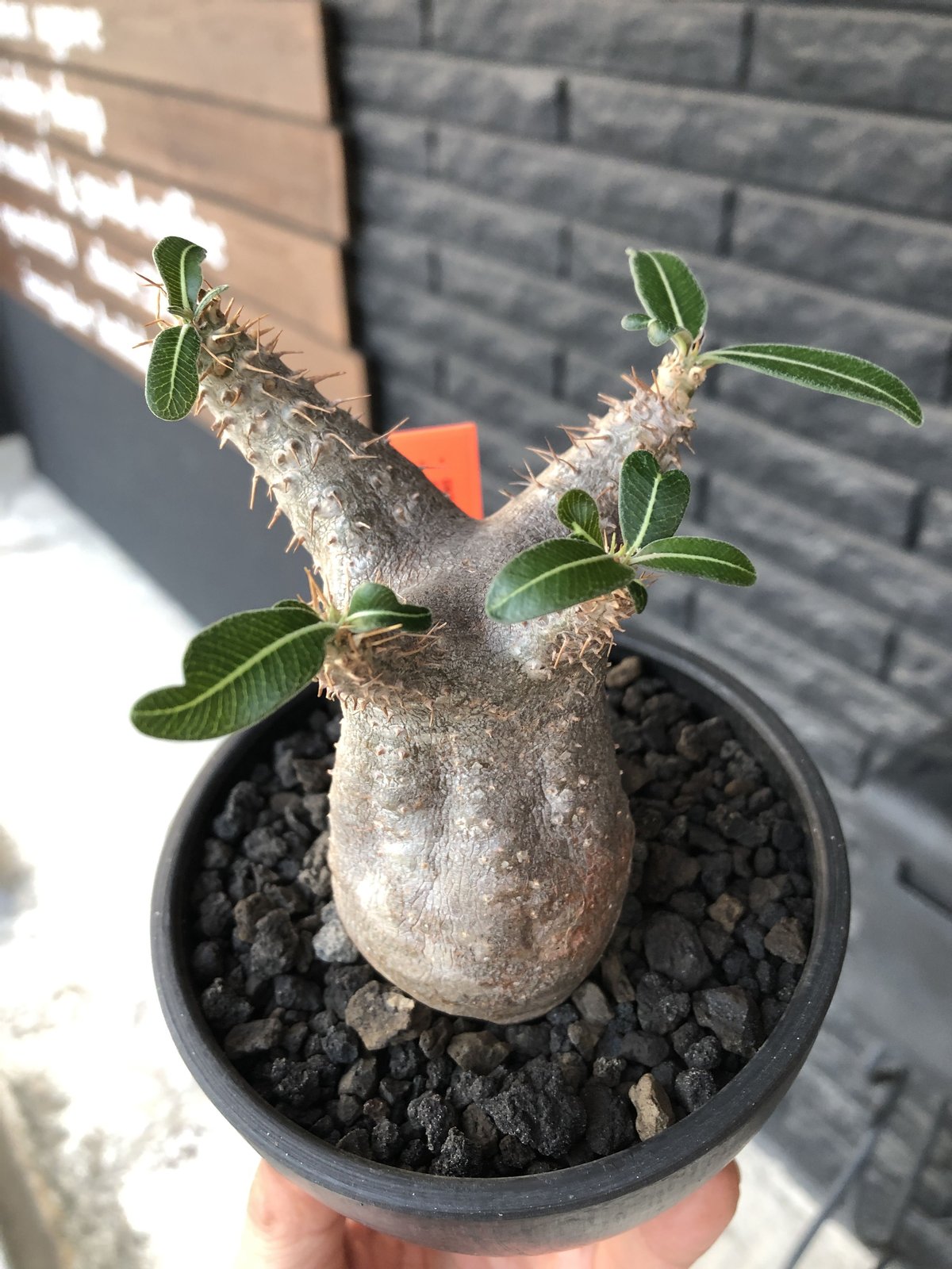 pachypodium cactipes《 大きめS size》※現地球発根済株※店主国内